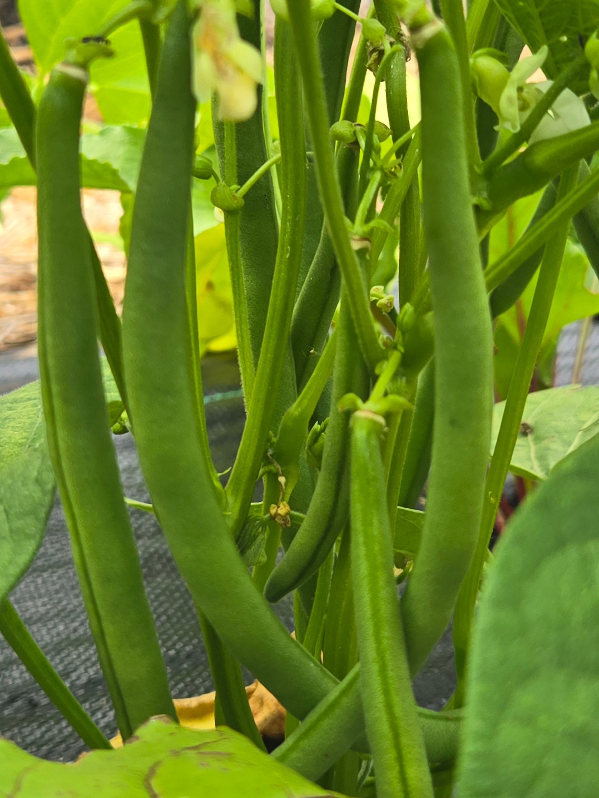 Beans (green)