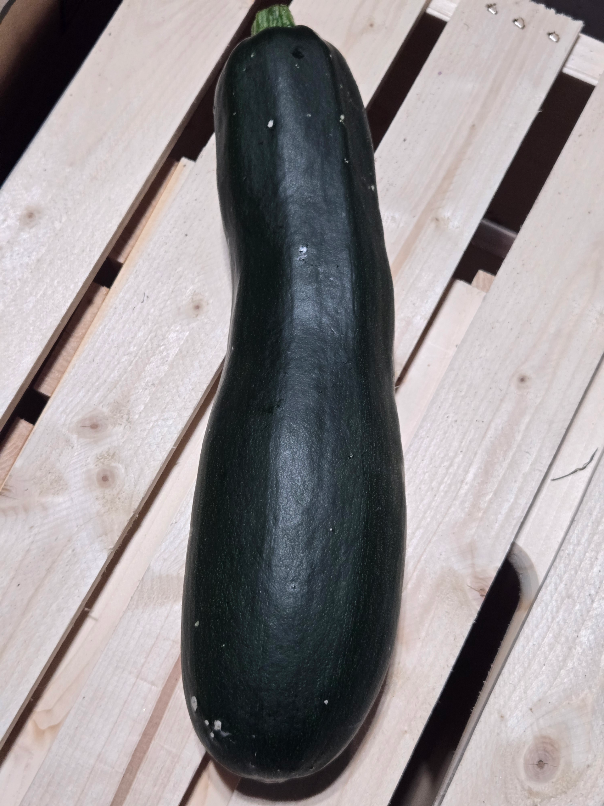 20260809_123707.webp Zucchini (green)