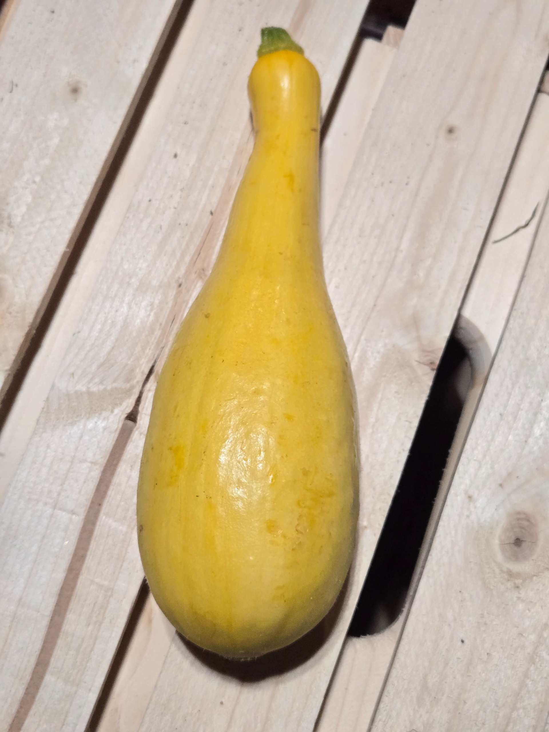 20260809_123736.webp Zucchini (yellow)