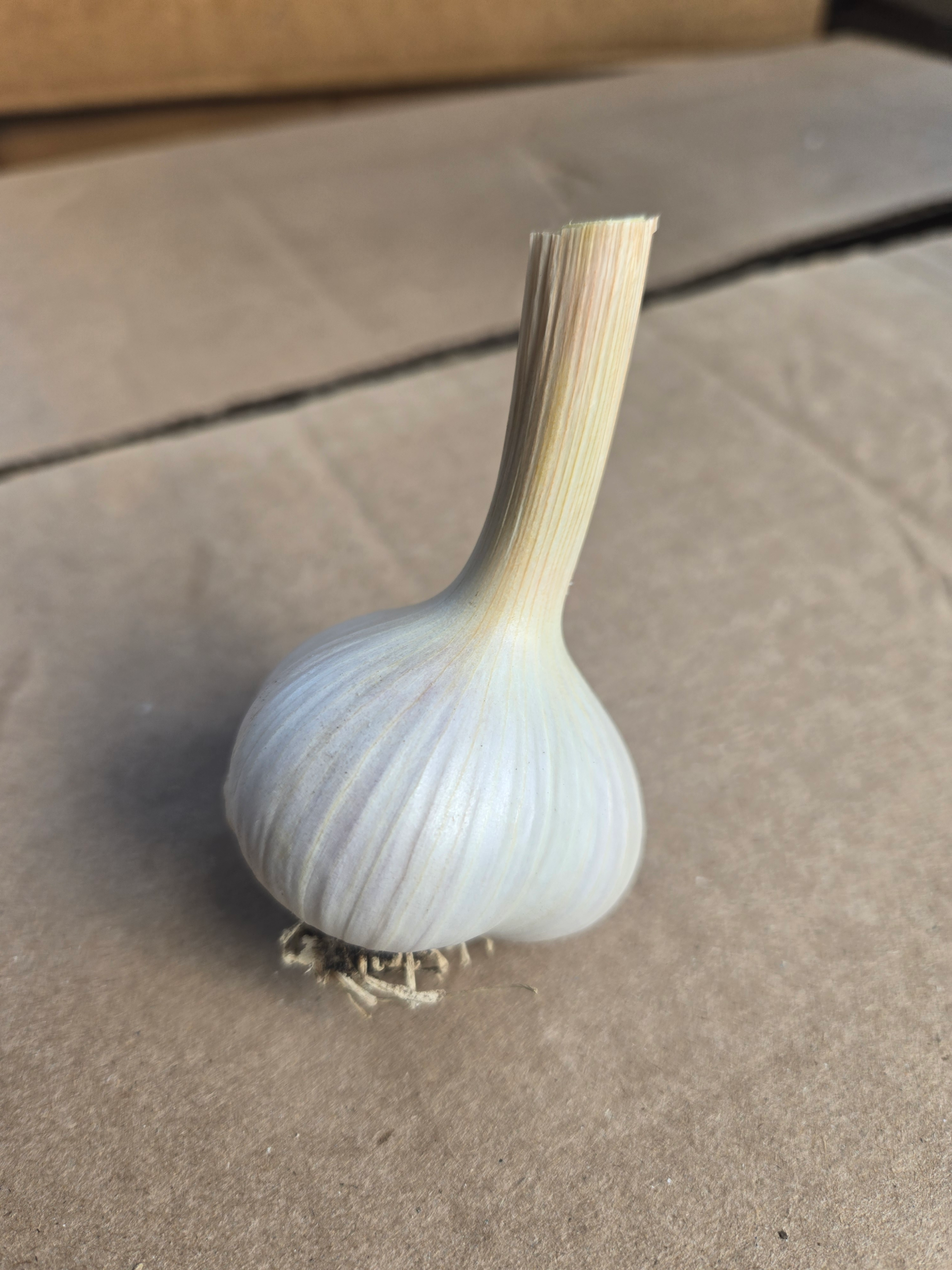 Garlic (fresh)