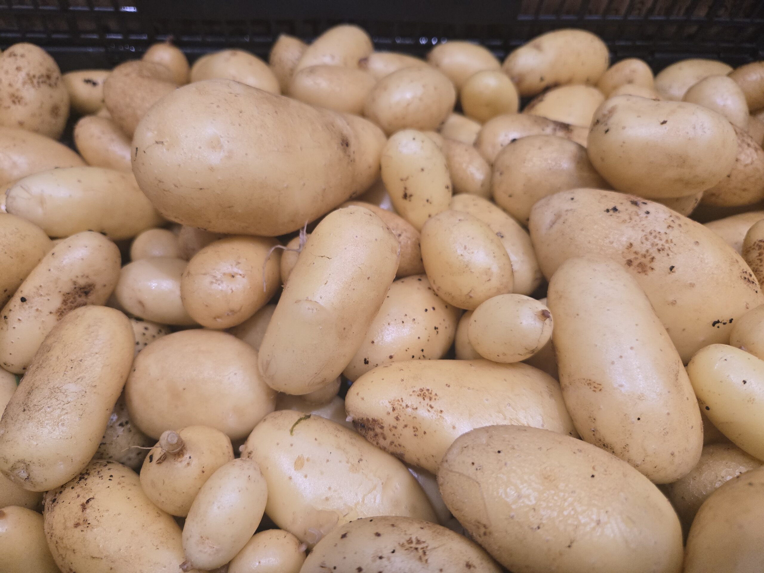 Potato (yellow)